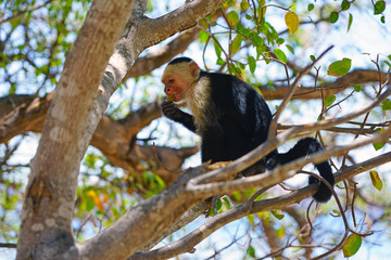 A white-headed capuchin monkey (cebus capucinus) on a tree  in Peninsula Papagayo, Guanacaste, Costa Rica
