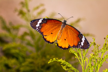 Macro shots, Beautiful nature scene. Closeup beautiful butterfly sitting on the flower in a summer garden. . Monarch, Danaus plexippus is a milkweed butterfly (subfamily Danainae) in the family Nympha