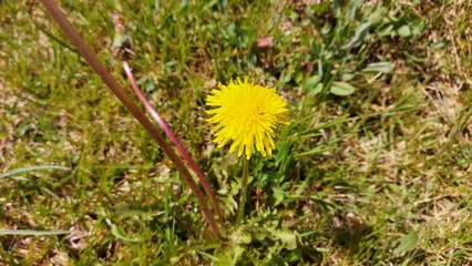 FLOR DE LA SABANA CUNDI-BOYASENSE COLOMBIA