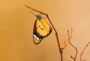 Obraz premium Macro shots, Beautiful nature scene. Closeup beautiful butterfly sitting on the flower in a summer garden. . Monarch, Danaus plexippus is a milkweed butterfly (subfamily Danainae) in the family Nympha