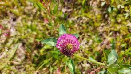 FLOR DEL CAMPO