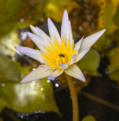 Nymphaeaceae is a family of flowering plants, commonly called water lilies. They live as rhizomatous aquatic herbs in temperate and tropical climates around the world. The family contains five genera 
