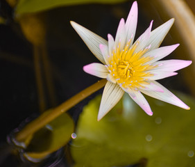 Nymphaeaceae is a family of flowering plants, commonly called water lilies. They live as rhizomatous aquatic herbs in temperate and tropical climates around the world. The family contains five genera 