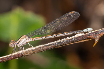 Female Vivid Dancer (Argia vivida) Damselfly