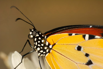 Macro shots, Beautiful nature scene. Closeup beautiful butterfly sitting on the flower in a summer garden. . Monarch, Danaus plexippus is a milkweed butterfly (subfamily Danainae) in the family Nympha