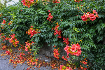 Fototapeta na wymiar Beautiful red flower tree hanging by the wall on the street