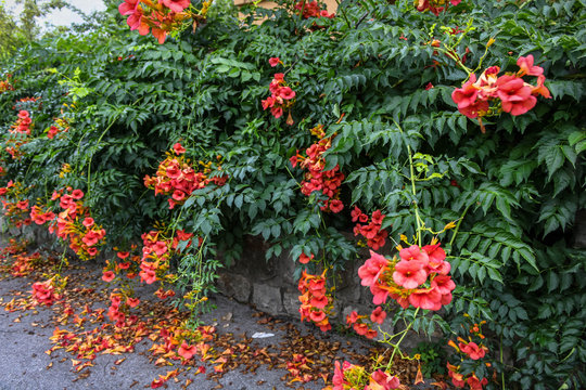 Beautiful red flower tree hanging by the wall on the street