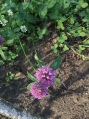 Close view of several red clover heads (trifolium pratense)
