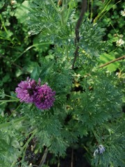Close view of several red clover heads (trifolium pratense)