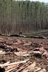 Machine cuts eucalyptus for the pulp industry in Brazil