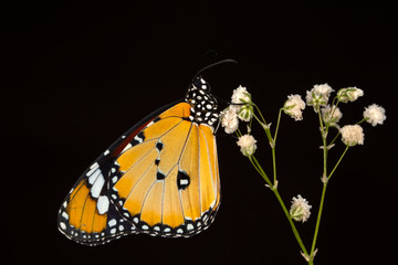 Macro shots, Beautiful nature scene. Closeup beautiful butterfly sitting on the flower in a summer garden. . Monarch, Danaus plexippus is a milkweed butterfly (subfamily Danainae) in the family Nympha
