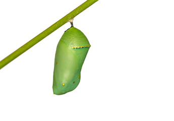 Closeup   beautiful  Monarch Butterfly and  Chrysalis