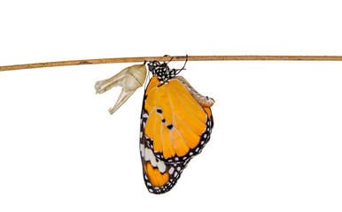 Amazing moment ,Monarch Butterfly, pupae and cocoons are suspended. Concept transformation of...