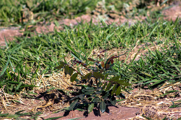 Field with eucalyptus planted seedlings in Brazil