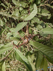 beautiful insect couple