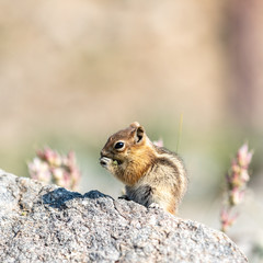 Obraz premium chipmunk on the rock