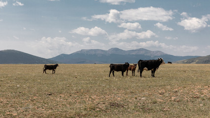 Obraz premium Colorado /USA Cows graze freely in the fields of Colorado. 