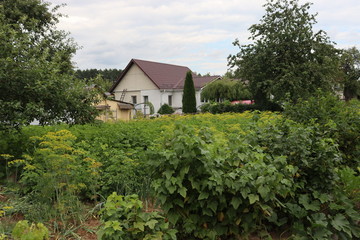 Fototapeta na wymiar agricultural garden in belarusian village