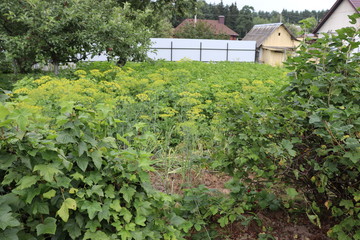 Fototapeta na wymiar agricultural garden in belarusian village