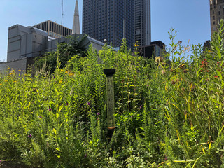 rain gauge in garden on green roof in downtown Chicago, Illinois