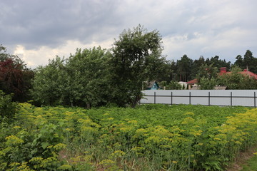 agricultural garden in belarusian village