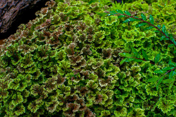 fern leaves green foliage nature flora fern background, Selaginella involvens (Sw.) Spring,