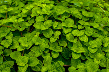 Green plant for background, Green Mint texture or mint background, Green left use for background,  Green Leaves form natural. Fresh raw mint leaves. Mint leaves from garden.