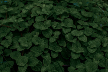 Green plant for background, Green Mint texture or mint background, Green left use for background,  Green Leaves form natural. Fresh raw mint leaves. Mint leaves from garden.night tone