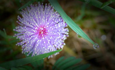 A small magenta flower surrounded by green leafs in a city park