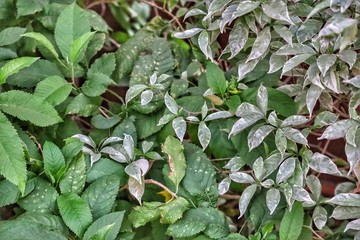 green leaves background
