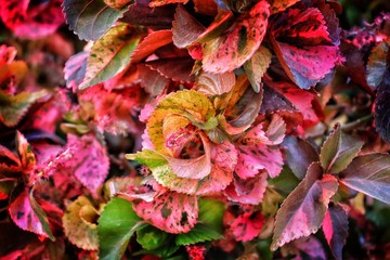 autumn leaves background