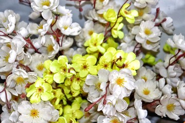 white flowers in spring