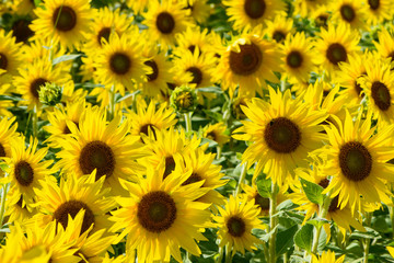 Naklejka premium Sunflower Field in Late August