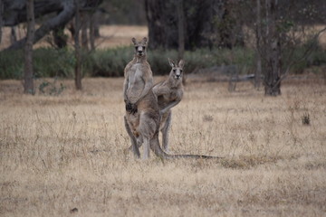 Pair of kangaroos in a field