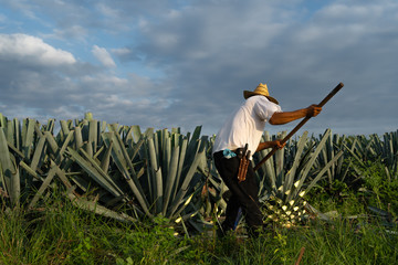 El campesino jimador está cortando las  pencas del agave.