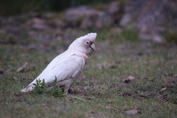 white cockatoo on the ground