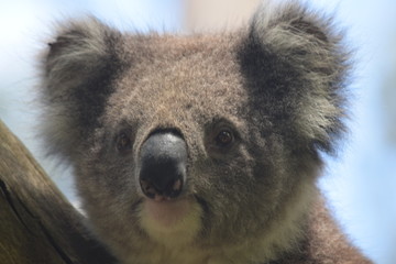 koala face close up