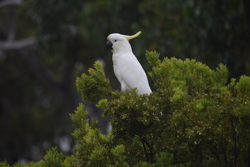 yellow crested cockatoo in canopy