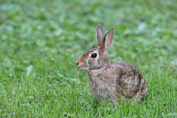 Cute rabbit resting on the grass