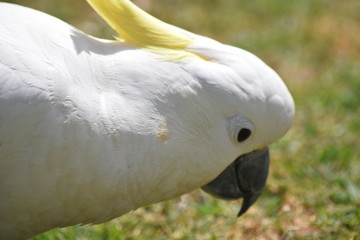 close up of yellow crested cockatoo face