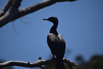 Silhouette of a cormorant