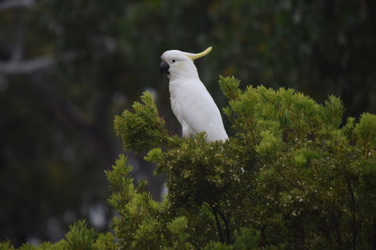 Yellow Crested Cockatoo In Canopy