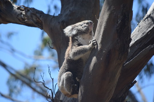 Koala Climbing Tree