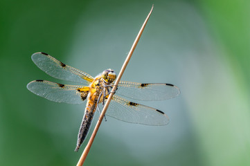 Four-spotted chaser (Libellula quadrimaculata) dragonfly on blades of grass, nice close-up with details.