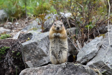 Ground squirrel standing up 