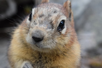 Naklejka premium Chipmunk close up face