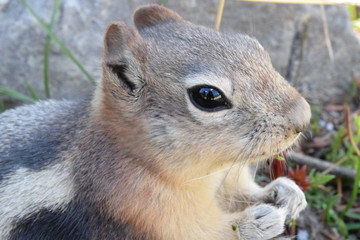 Obraz premium Chipmunk in BC contemplating life