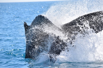 Humpback whale tail splash