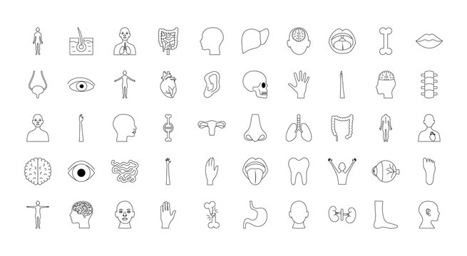 human body organs and parts icon set, line style
