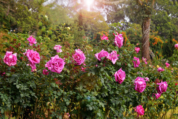 Obraz premium Beautiful pink rose in the garden